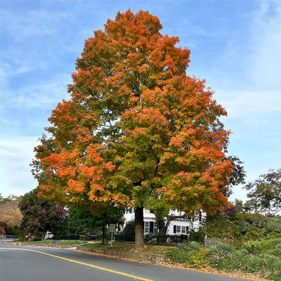 Nuttall Oak Tree