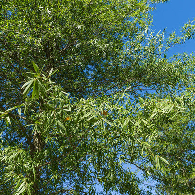 Willow Oak Tree