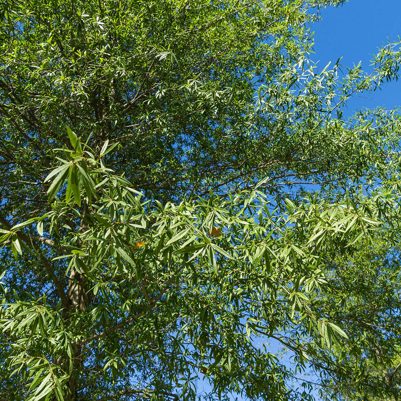 Willow Oak Tree