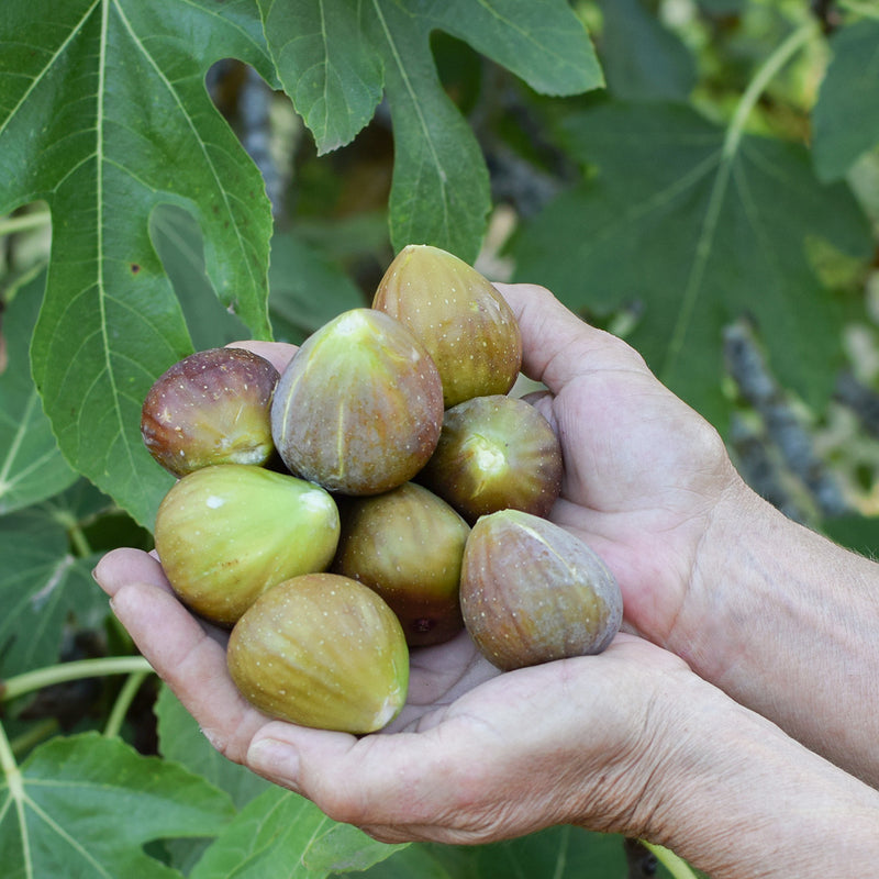 Olympian Fig Tree