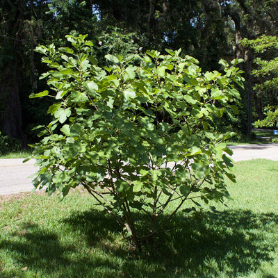 Olympian Fig Tree