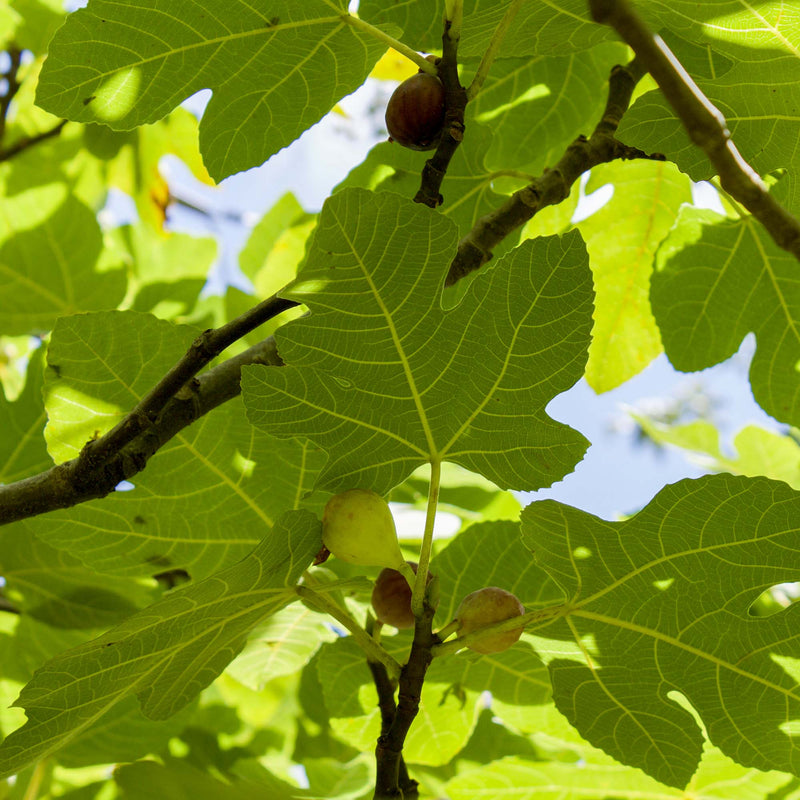 Olympian Fig Tree