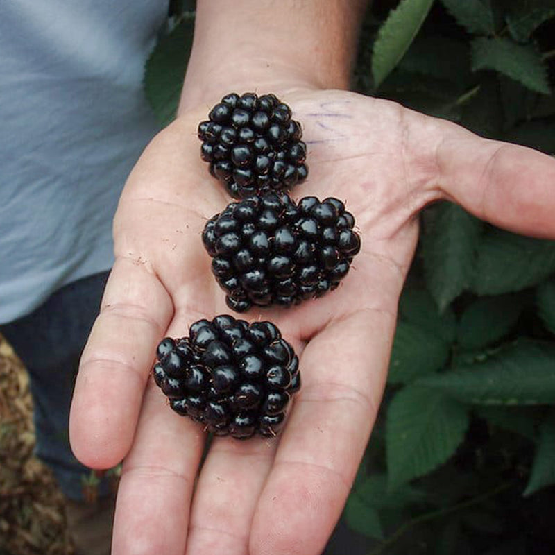 Ouachita Blackberry