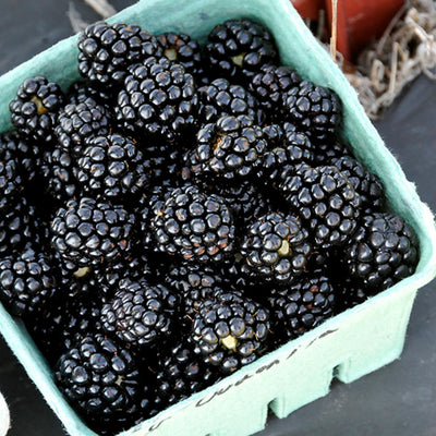 Ouachita Blackberry