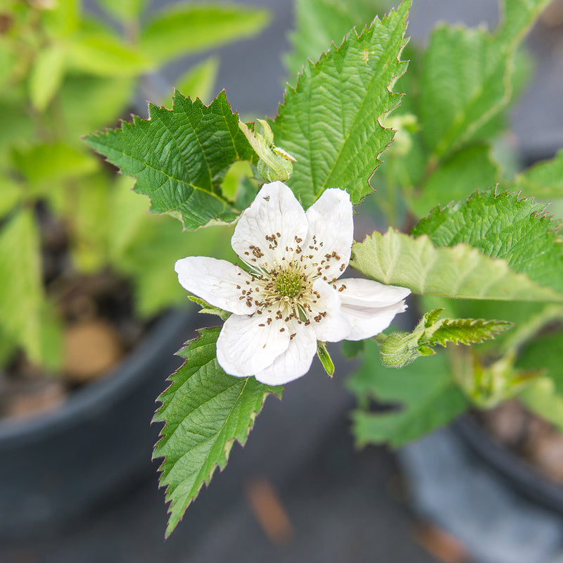 Ouachita Blackberry