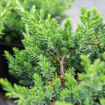 Blue Pacific Juniper