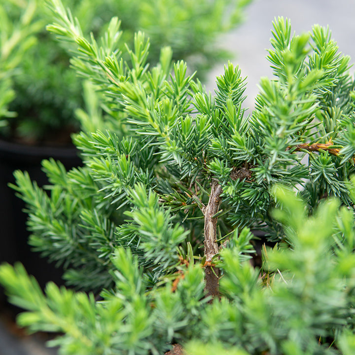 Blue Pacific Juniper