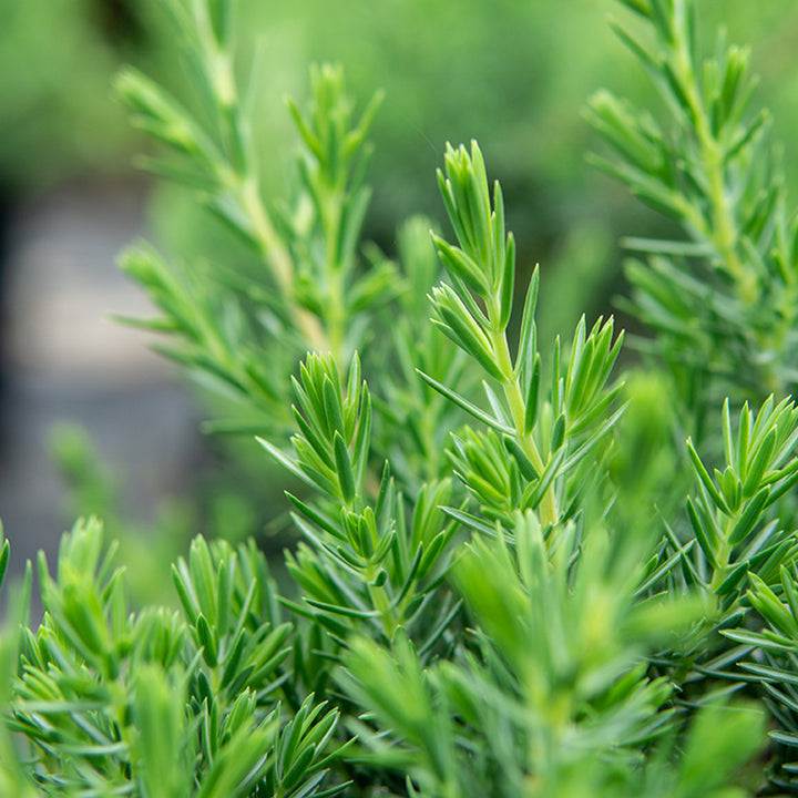 Blue Pacific Juniper