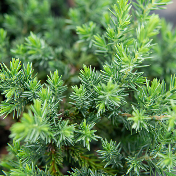 Blue Pacific Juniper