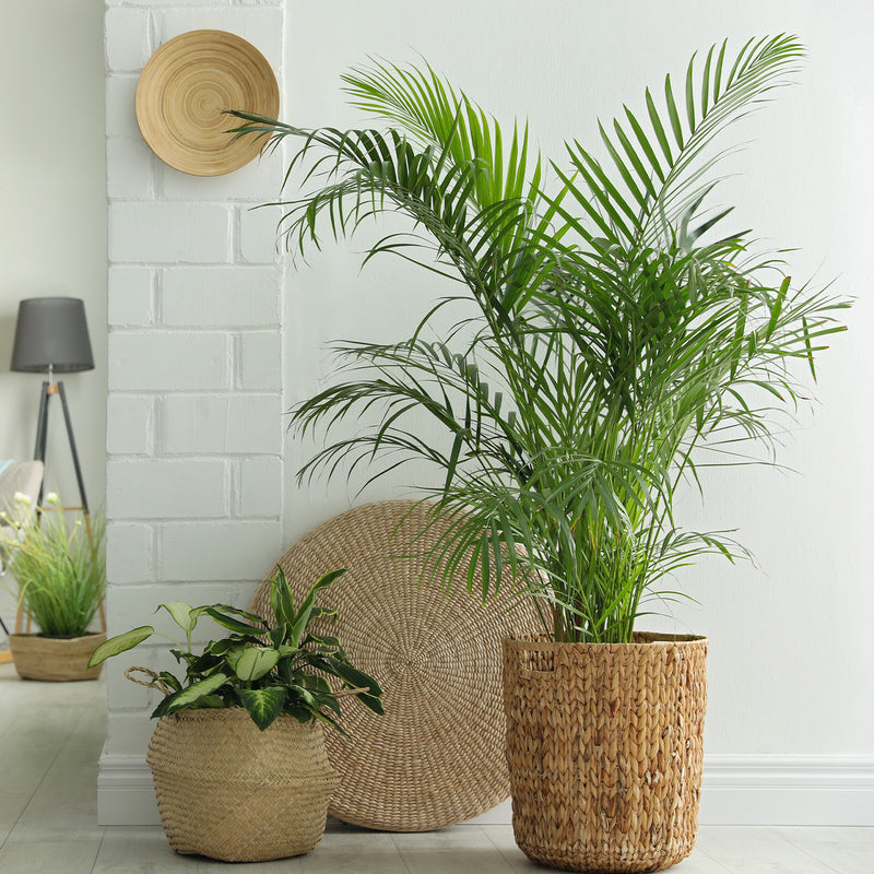 Parlor Palm