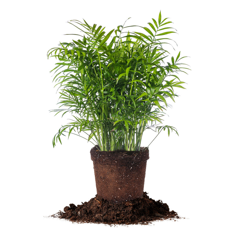 Parlor Palm