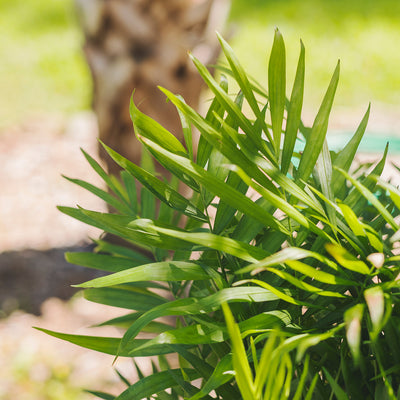 Parlor Palm