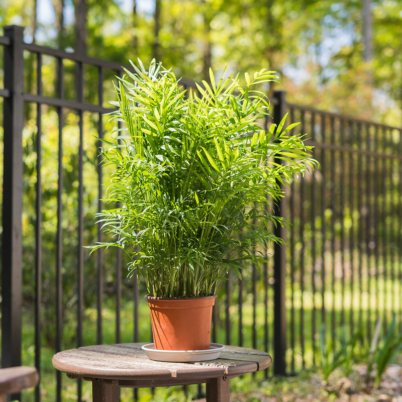 Parlor Palm