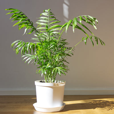 Parlor Palm
