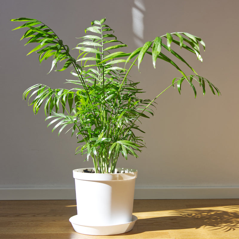 Parlor Palm