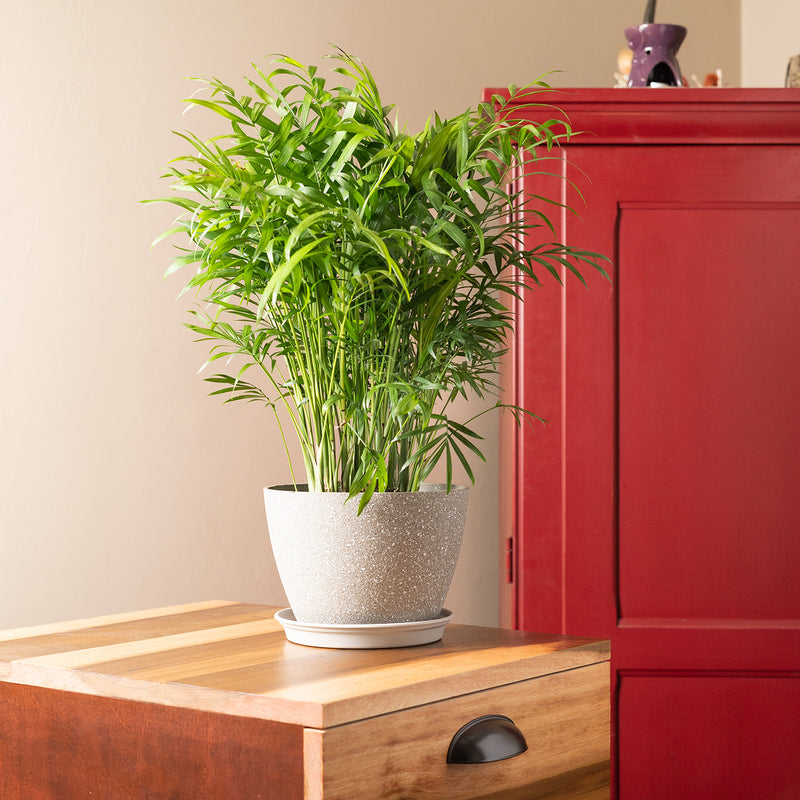 Parlor Palm