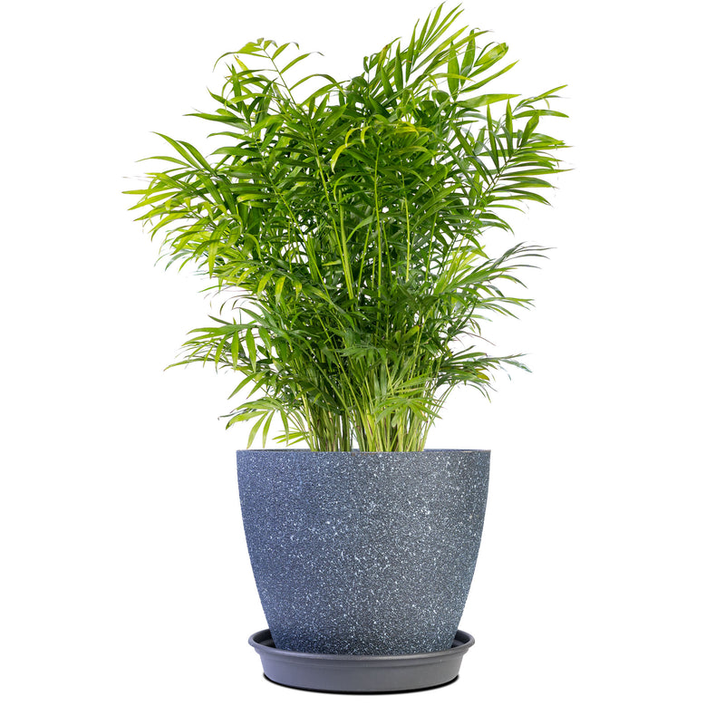 Parlor Palm