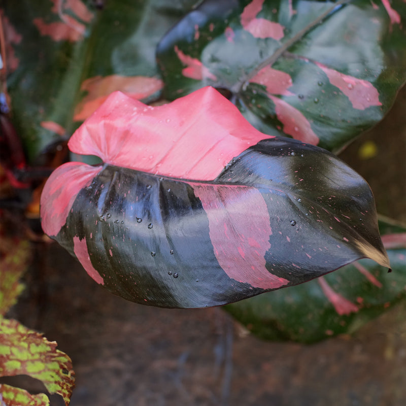 Pink Princess Philodendron