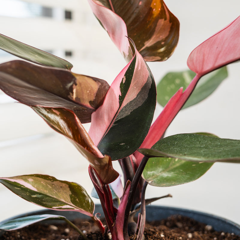 Pink Princess Philodendron