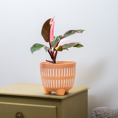 Pink Princess Philodendron