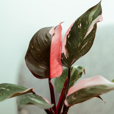 Pink Princess Philodendron