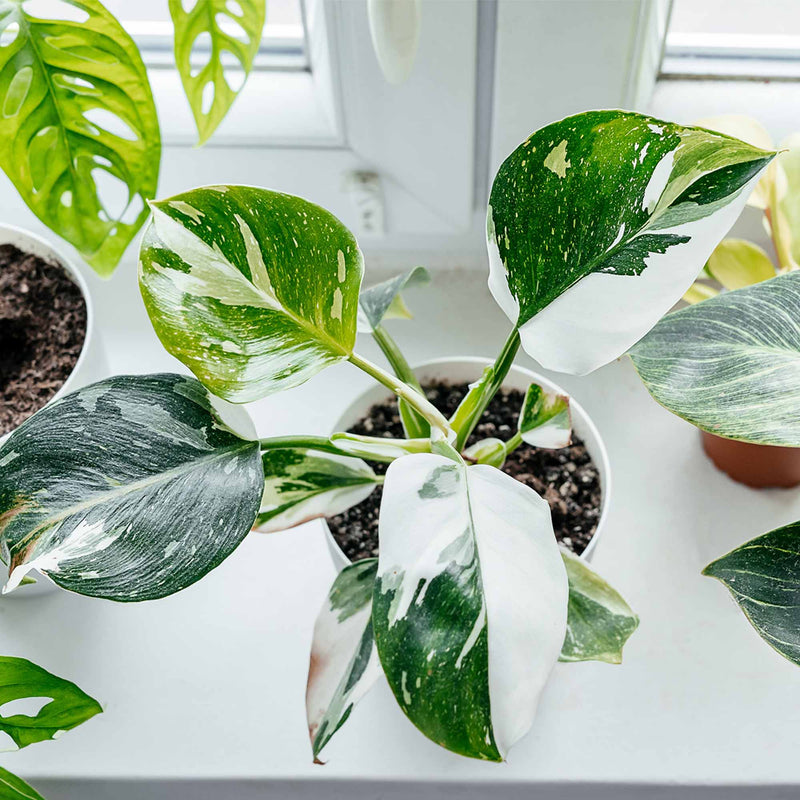 White Princess Philodendron