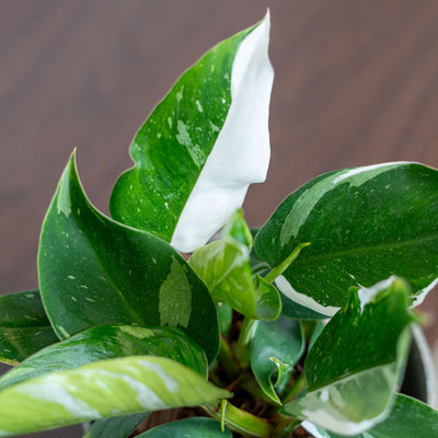 White Princess Philodendron