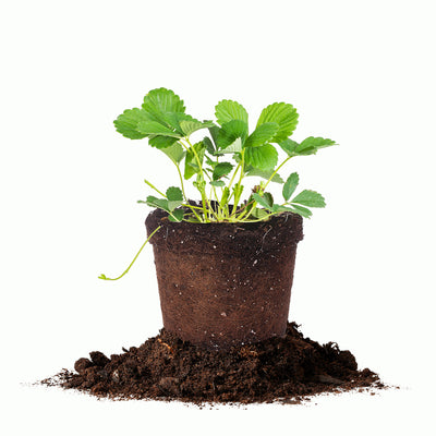 White Carolina Pineberry