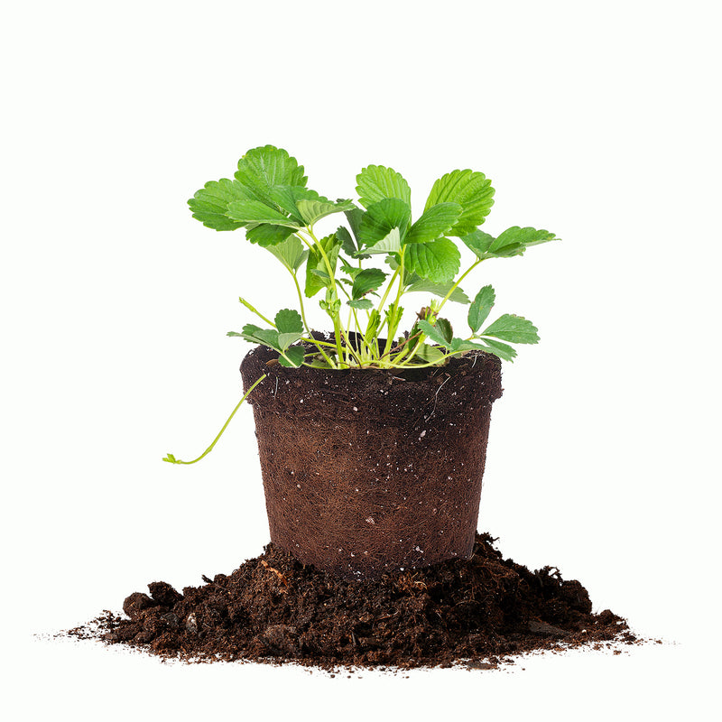 White Carolina Pineberry