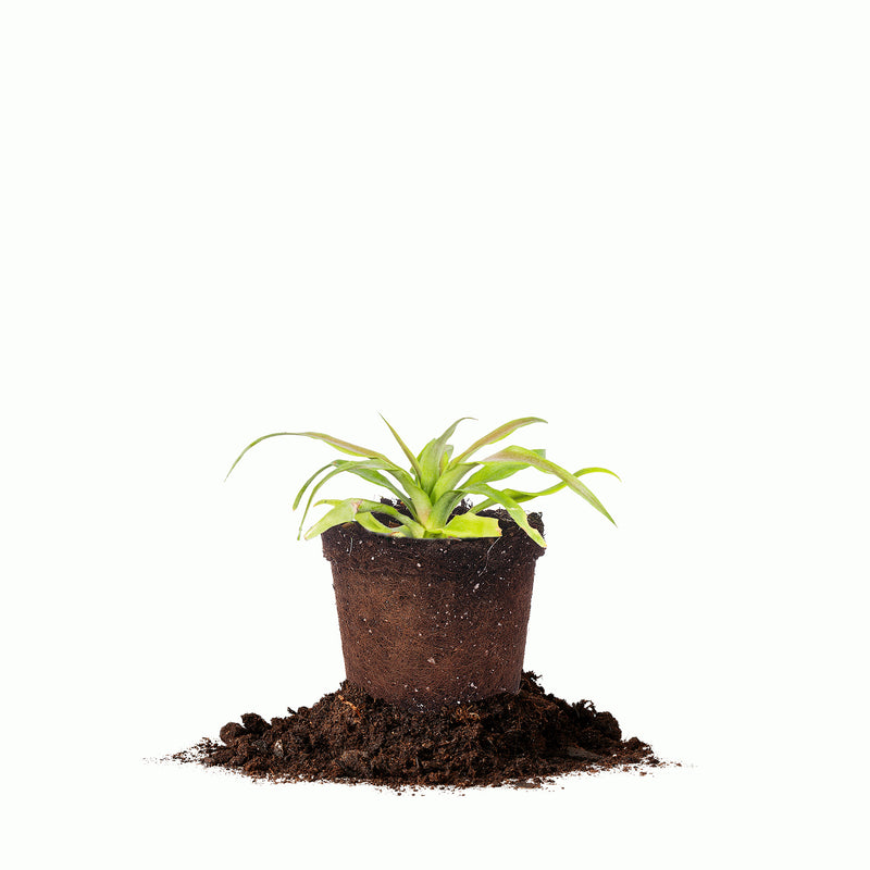 White Jade Pineapple Plant