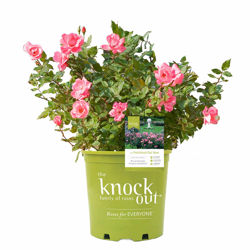 Pink Knock Out® Rose