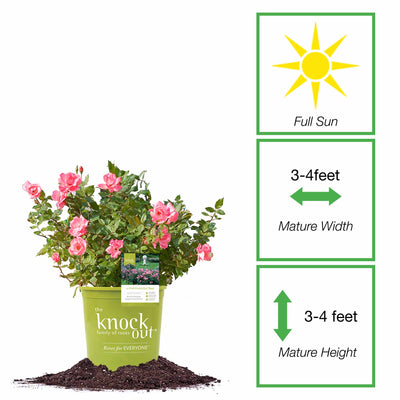 Pink Knock Out® Rose