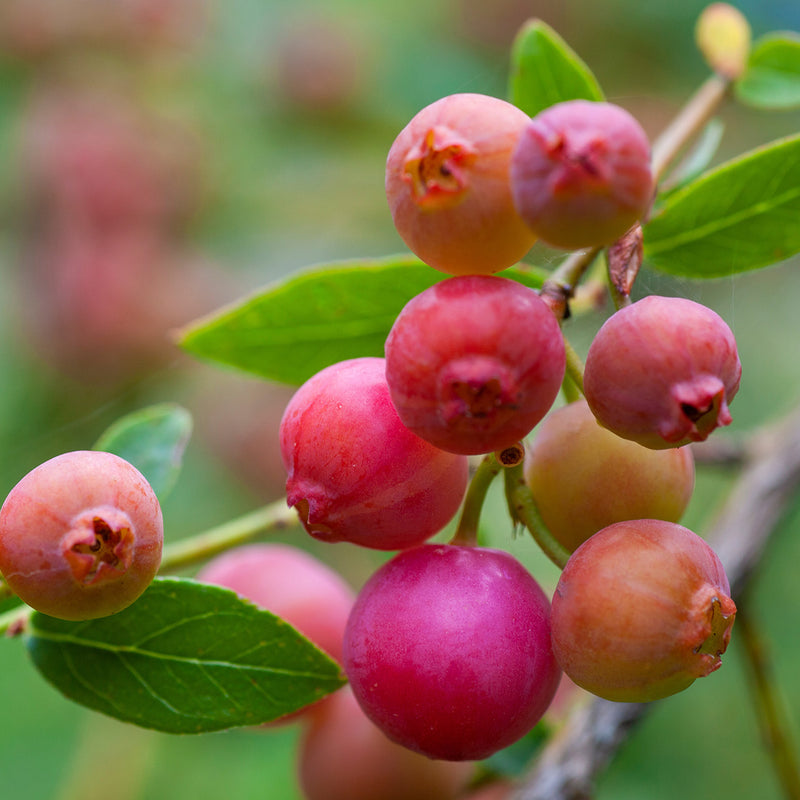 Pink Lemonade Blueberry