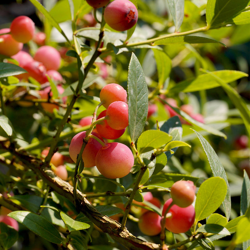 Pink Lemonade Blueberry