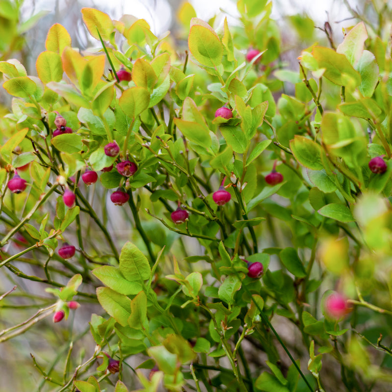 Pink Lemonade Blueberry