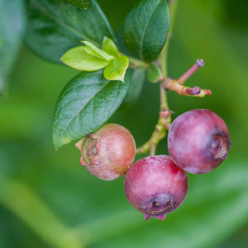 Pink Lemonade Blueberry