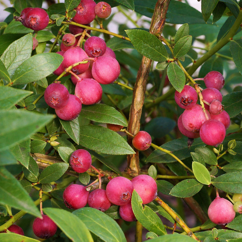 Pink Lemonade Blueberry