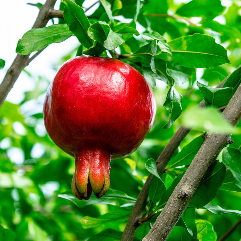 Cold Hardy Russian Pomegranate