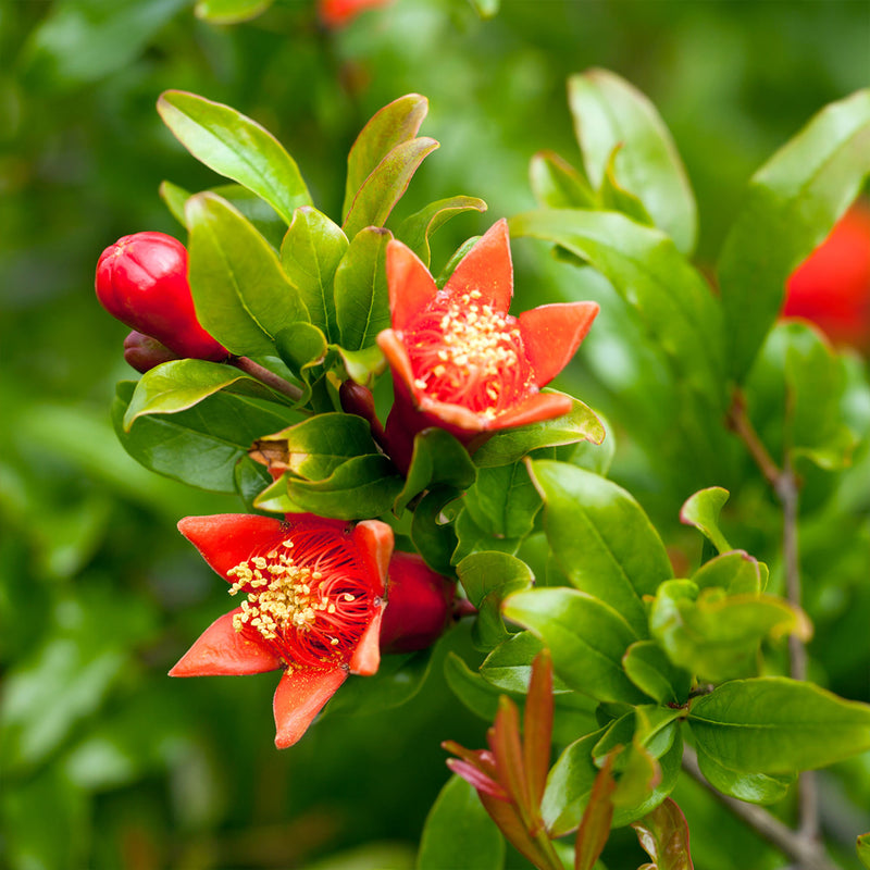 Cold Hardy Russian Pomegranate