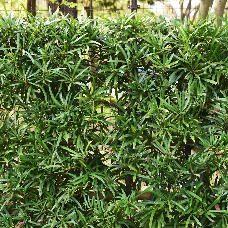 Pringles Dwarf Podocarpus