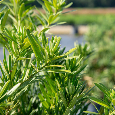 Pringles Dwarf Podocarpus