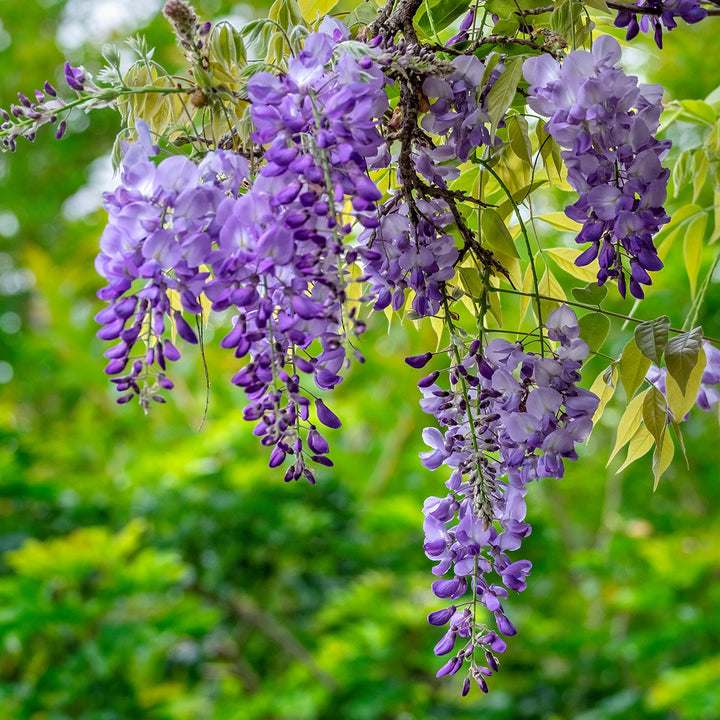 Wisteria Amethyst Falls