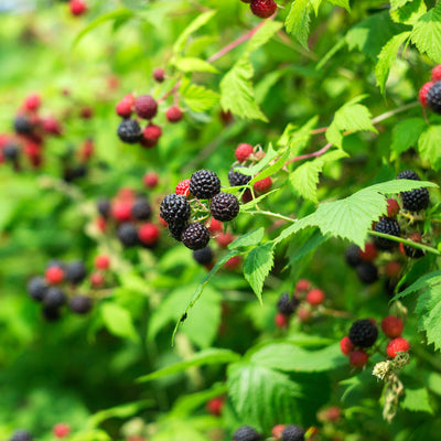 Black Jewel Raspberry