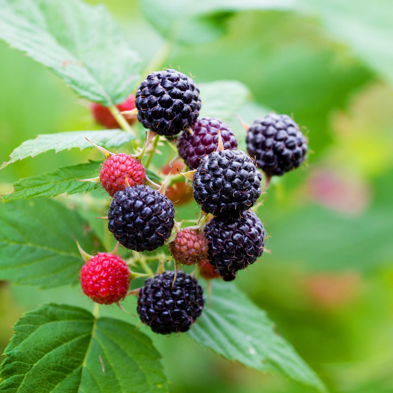 Black Jewel Raspberry