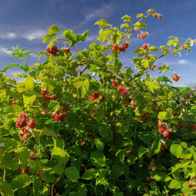 Glencoe Raspberry