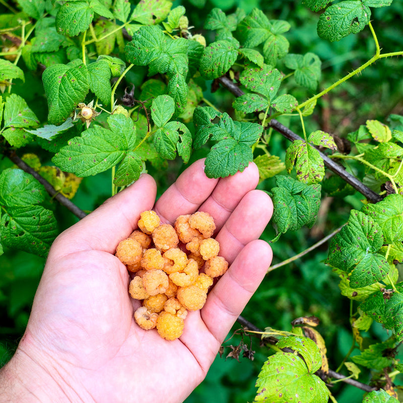 Fall Gold Raspberry