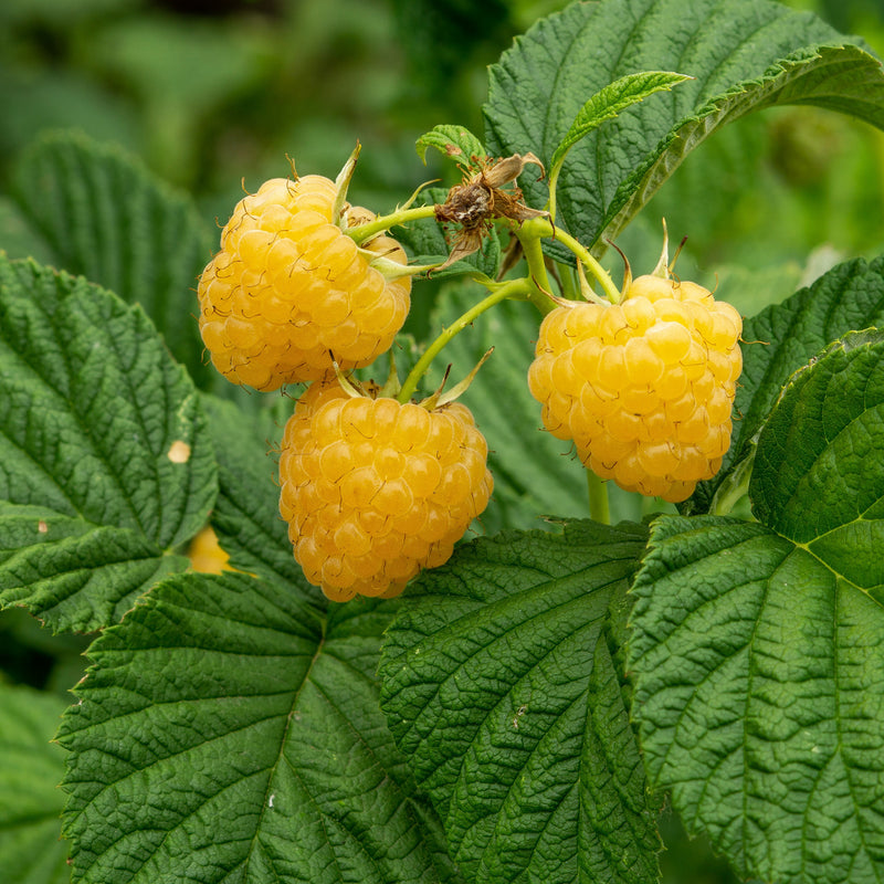 Fall Gold Raspberry