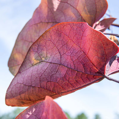Forest Pansy Redbud