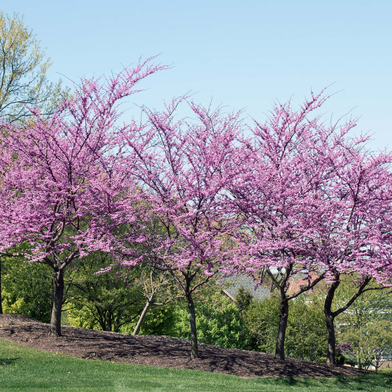 Forest Pansy Redbud