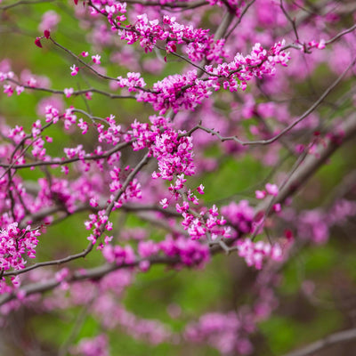 Forest Pansy Redbud